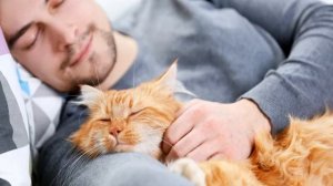 Кот или кошка: кого лучше завести в квартире