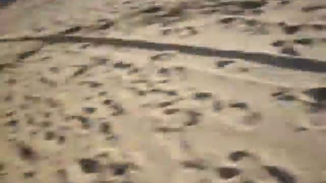 Bretón Spaniel & French Bulldog (Frenchi) смотреть онлайн