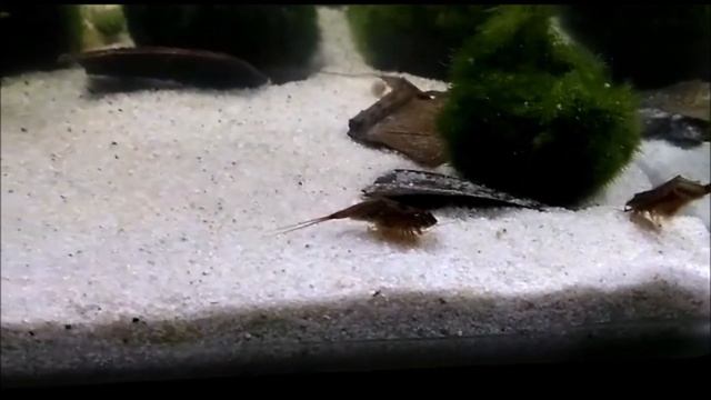 Triops Cancriformis fights for food :D смотреть онлайн