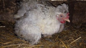 Как Подложить Под Квочку 4-х Дневных Цыплят