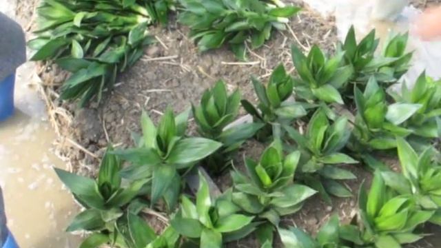 Growing lotus lucky bamboo смотреть онлайн