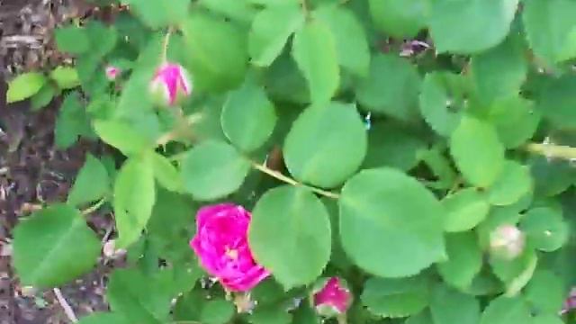 Baronne Prevost rose 2 смотреть онлайн