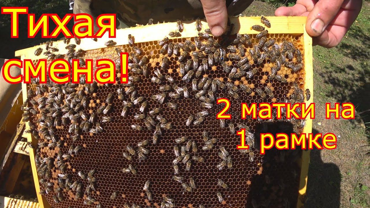 ТИХАЯ СМЕНА МАТКИ! Две матки на одной рамке! смотреть онлайн