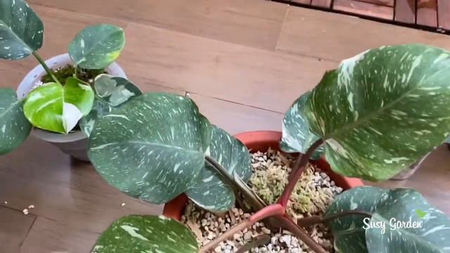 FLIRTY PHILODENDRON BATTLE #VLOG5 смотреть онлайн
