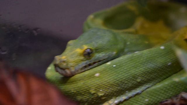 Green Tree Python Close up view - Morelia viridis смотреть онлайн
