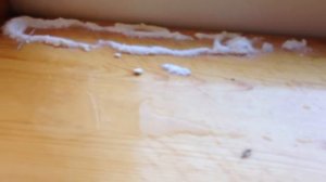 Как избавиться от летающих муравьев. 2 быстрых способа. Доступное средство от муравьев.