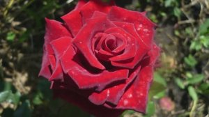 ОПРЫСКАЛА ЭТИМ РОЗы ВЕСНОЙ! КУСТЫ РОЗ ПЫШНО ЦВЕТУТ И НЕ БОЛЕЮТ! Обработка роз от грибковых болезней