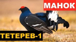 ?ГОЛОС (МАНОК) ТЕТЕРЕВ 1