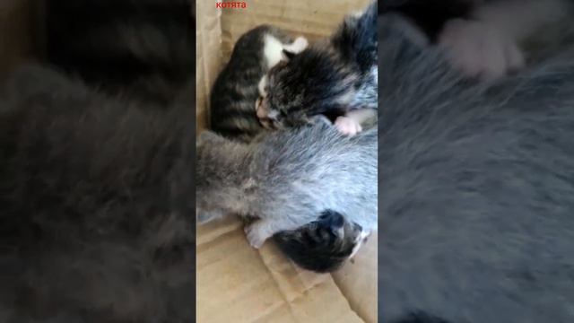 кошка родила котят смотреть онлайн