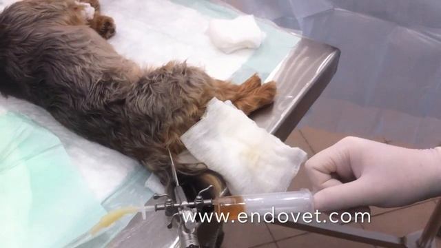 Клинический случай. Уролитотомия без разрезов у кобеля. www.endovet.com смотреть онлайн
