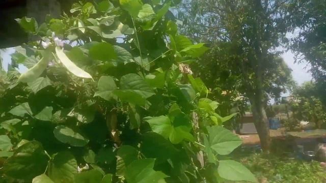 Мега грядка от плазмы смотреть онлайн