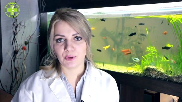 Улитки Ампулярии & Зачем Нужны Домашние Улитки В Аквариуме. Ветклиника Био-Вет смотреть онлайн