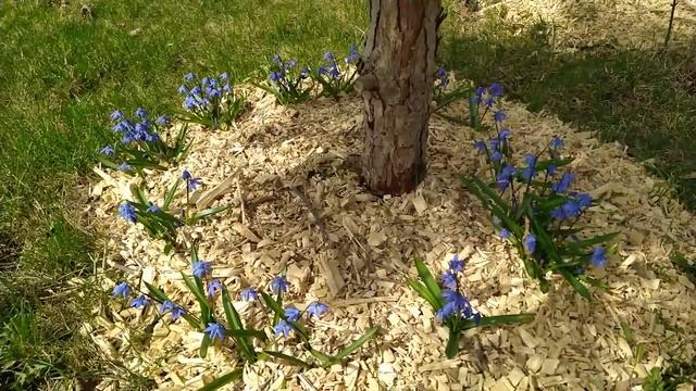 Голубая пролеска (сцилла): цветение 2021 смотреть онлайн