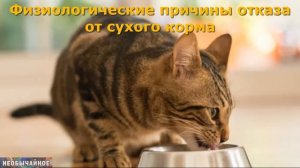 Почему Кошка Перестала Есть Сухой Корм? Причины Отказа от Еды и Что Делать? ¤ НЕОБЫЧАЙНОЕ