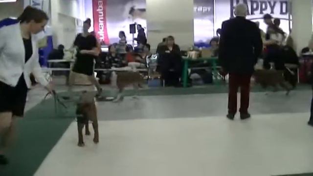 CACIB 28 02 16 Балтийский триумф Боксеры сравнение на ЛПП смотреть онлайн