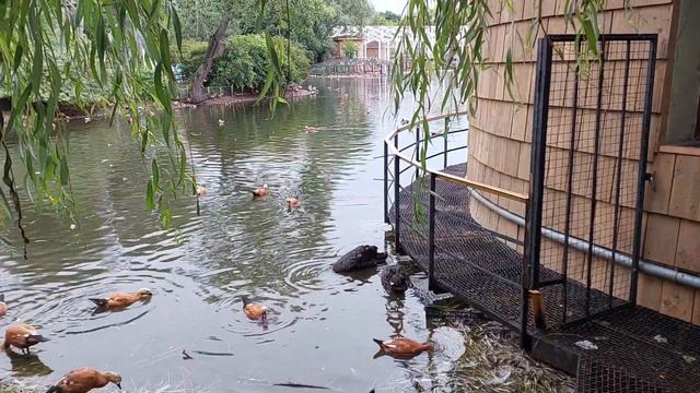 Московский зоопарк смотреть онлайн