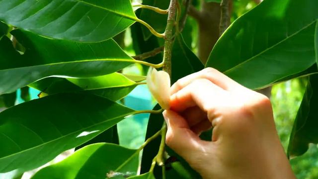 Picking up White Champaca or Magnolia champaca|Michelia champaca in my garden смотреть онлайн
