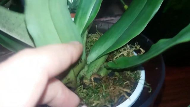 #zeoflora#орхидеи Как работает цеофлора. Результаты посадки. Фиона опять цветёт.