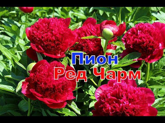 Пион Ред Чарм часть 1 смотреть онлайн