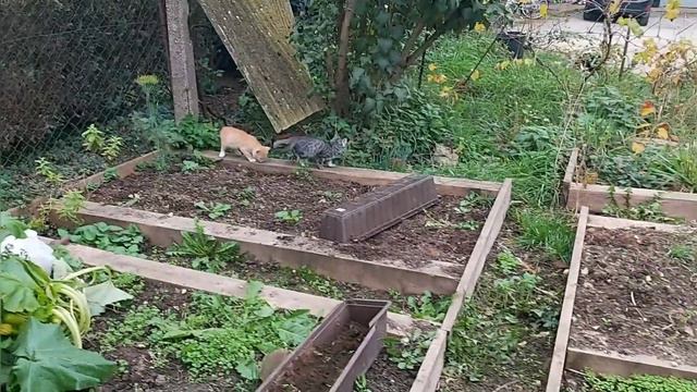 Коты тоже любят кататься 🐈🚗 Погода испортилась🌧 Штрудель и на обед🍲. Капустный лист на голову🙆♀️🥬