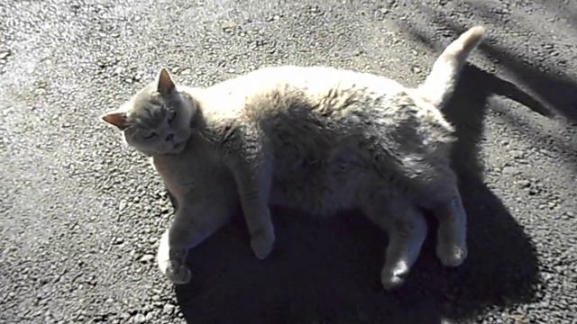 БРИТАНСКИЙ КОРОТКОШЕРСТНЫЙ КОТ ФЕЛИКС ВЫПУСК № 11