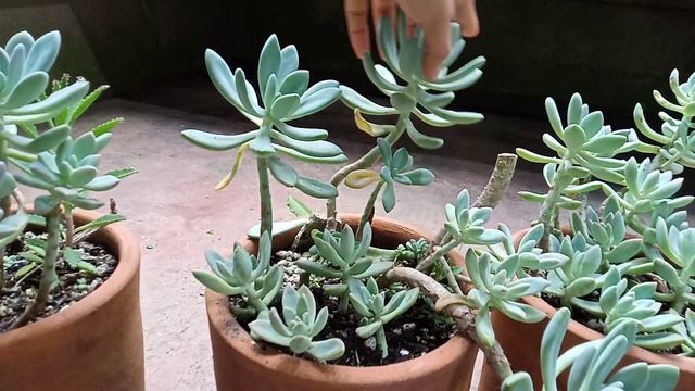 PACHYVERIA PACHYPHYTOIDS AND ALOE TIGER TOOTH смотреть онлайн