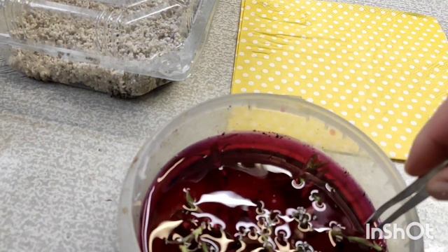 Всё сначала))) раздобыла кучку почек, пробую снова. 😉💚🌱 смотреть онлайн