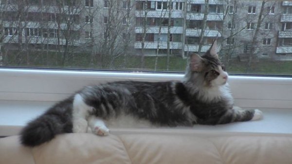 Mr.Feromon Forest Rich 5.5 месяцев