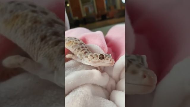 Что с ним?! #эублефар #геккон #ящерица #рептилии #зоомагазин #природа #питомец #любимец #милота смотреть онлайн