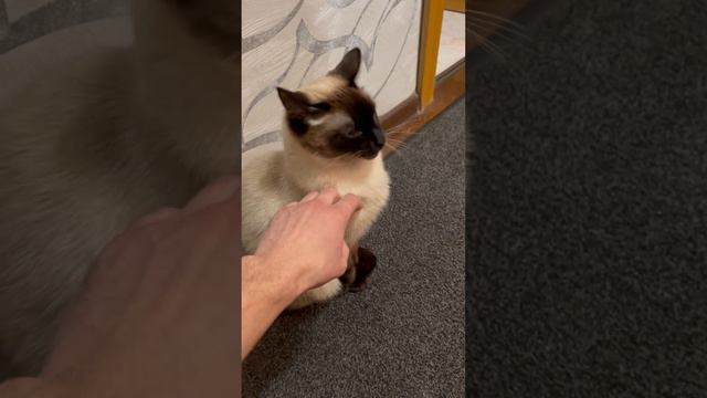 Тайская кошка смотреть онлайн