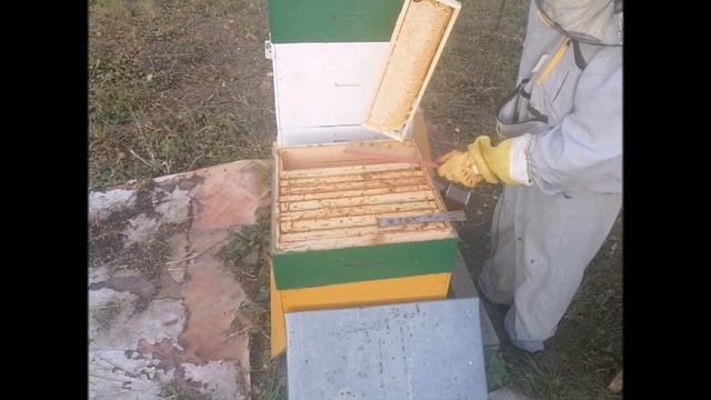 Как получить товарный мед с маломедных и незапечатанных рамок в конце медосбора смотреть онлайн