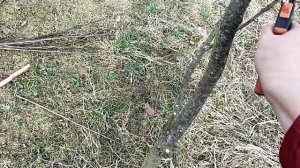 Как привить сливу на тёрн