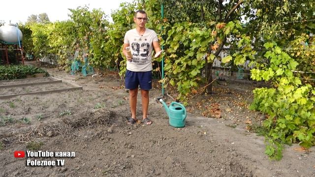 СРОЧНО ПОСЕЙТЕ ЭТОТ СИДЕРАТ ПОСЛЕ КАРТОШКИ! ПРОПАДУТ ВСЕ СОРНЯКИ И ВРЕДИТЕЛИ смотреть онлайн