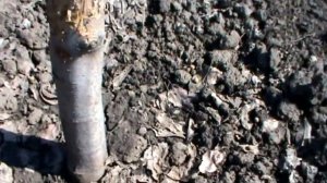 Зайцы объели кору яблони ,что делать