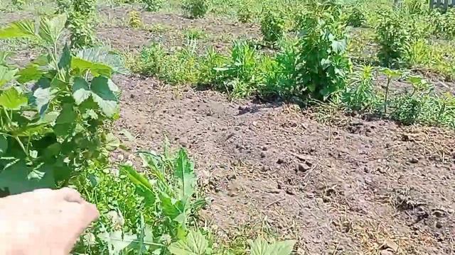 Самая крупная смородина только в саду Чекалино. смотреть онлайн