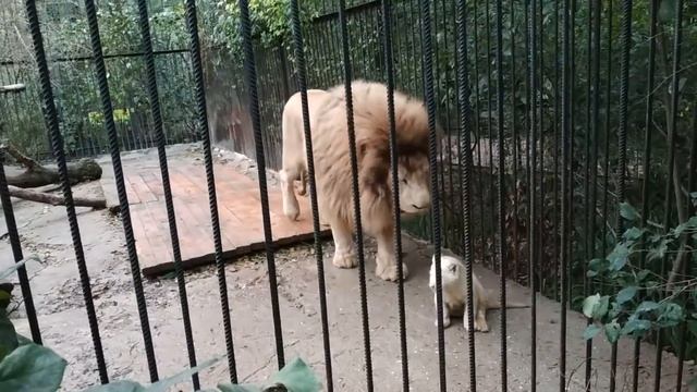 Забавные Моменты с Любимцами