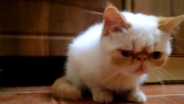 Кот экзот - экзотическая короткошерстная смотреть онлайн