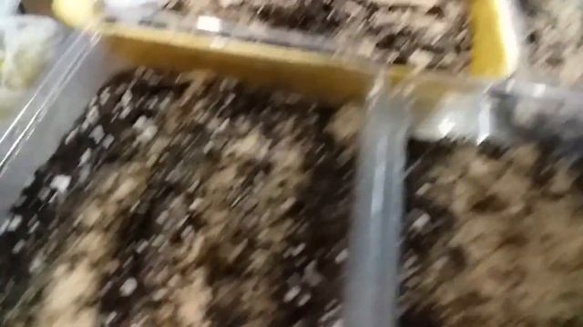 Хитрости Посева семян многолетних цветов в январе. Сею примулу на снег. Сею семена баклажана смотреть онлайн