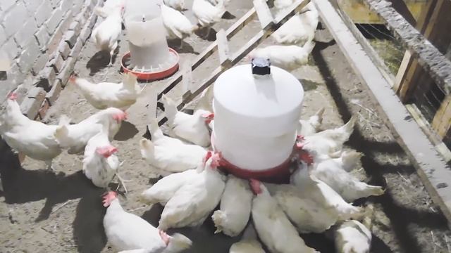 ? КУРЯТНИК: НЕСУШКИ И БРОЙЛЕР. ЧЕМ КОРМИМ, КАК СОДЕРЖИМ?? ЗОЛОТЫЕ ЯЙЦА И ДОРОГОЕ МЯСО...? смотреть онлайн