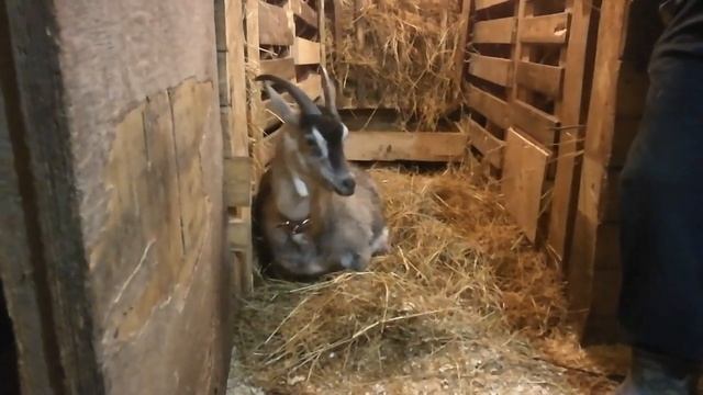 Неудачный окот у козы. смотреть онлайн