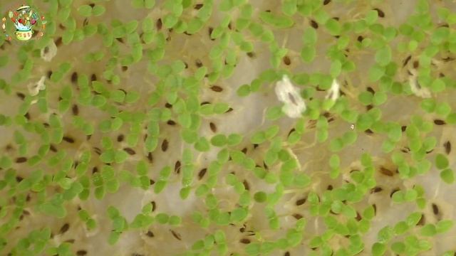 Павловния из семян. Часть 1 Посев семян