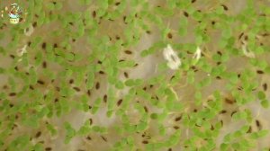 Павловния из семян. Часть 1 Посев семян