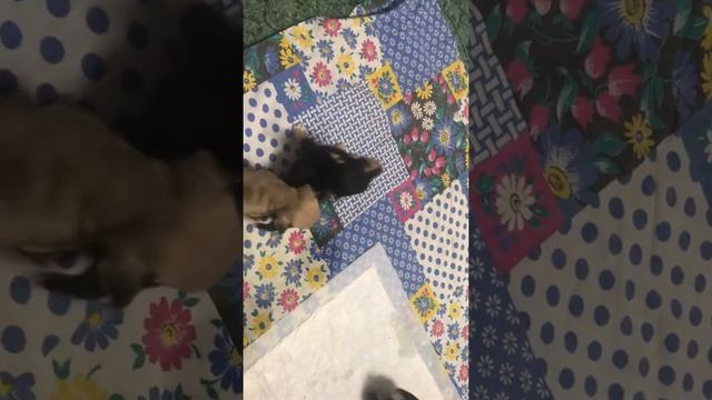 Чихуахуа. Игривые малыши смотреть онлайн
