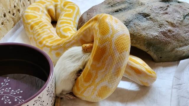 Мне помогает мой личный ассистент. Кормление тигрового питона. ? смотреть онлайн