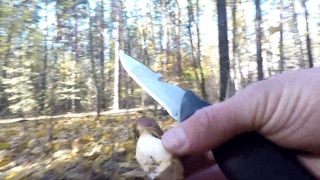 ВОТ ЭТО ПОПАЛИ!!! МОРЕ ПОЛЬСКИХ грибов! ПОЗДНИЕ БЕЛЫЕ ГРИБЫ. Тихая охота поздней осенью 202 смотреть онлайн