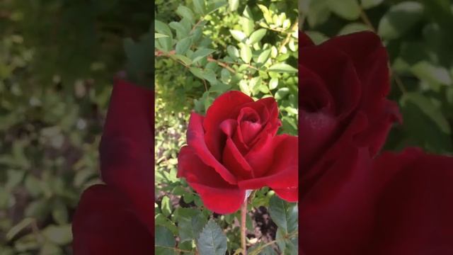 Сорт чайно-гибридной розы "Черная Магия" смотреть онлайн