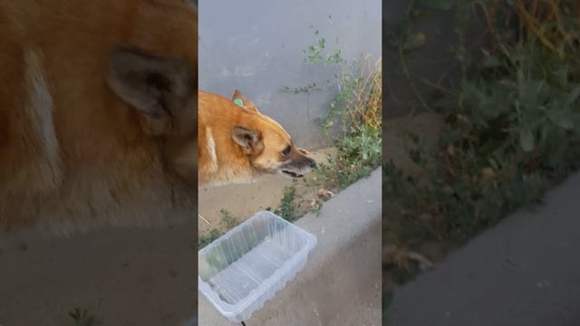 Кормим дворовую собачку. смотреть онлайн