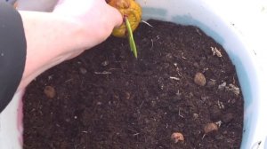 Посадка гладиолусов в кашпо для раннего цветения