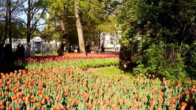 ФЕЕРИЯ ТЮЛЬПАНОВ В САНКТ-ПЕТЕРБУРГЕ / TULIP EXTRAVAGANZA IN ST. PETERSBURG смотреть онлайн