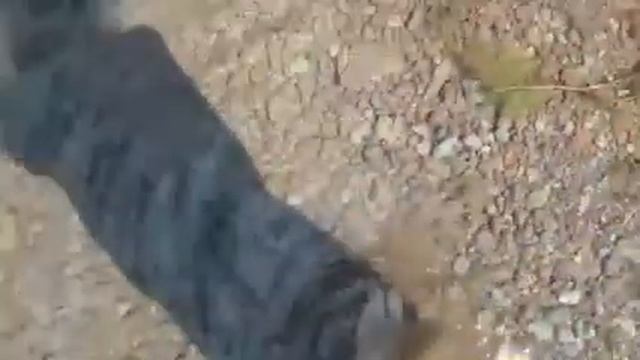 Влог:едем в Кандры Куль. смотреть онлайн